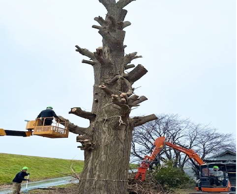 みごとなイチョウのメンテナンス🌳