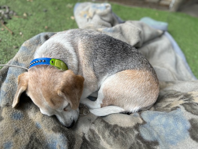 年末・年始休業日のお知らせ🐢